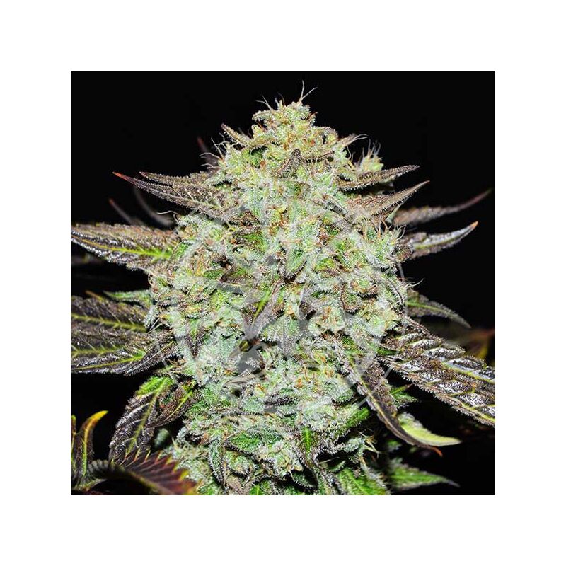 Purple Mango Kush, Фасовка: 3